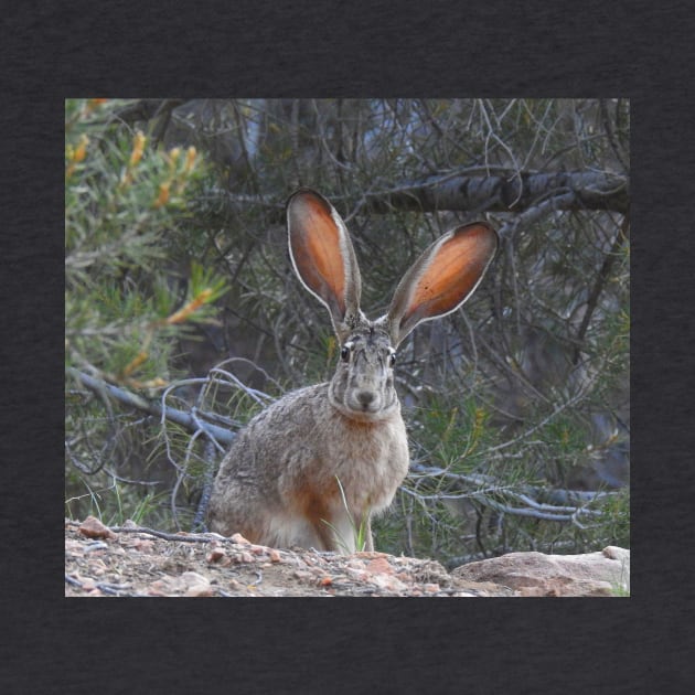 Jackrabbit, rabbit, wildlife, wild animals, Curious Jack by sandyo2ly